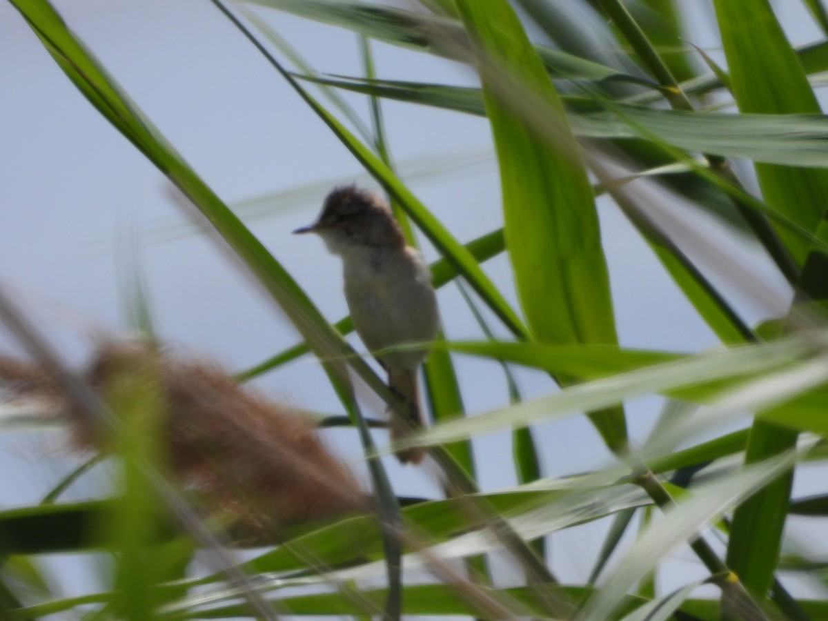 Paddyfield Warbler - ML638703759
