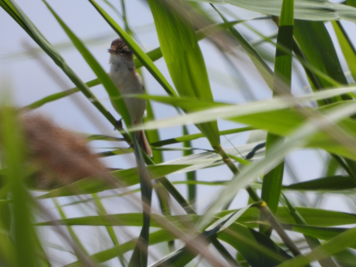 Paddyfield Warbler - ML638703761
