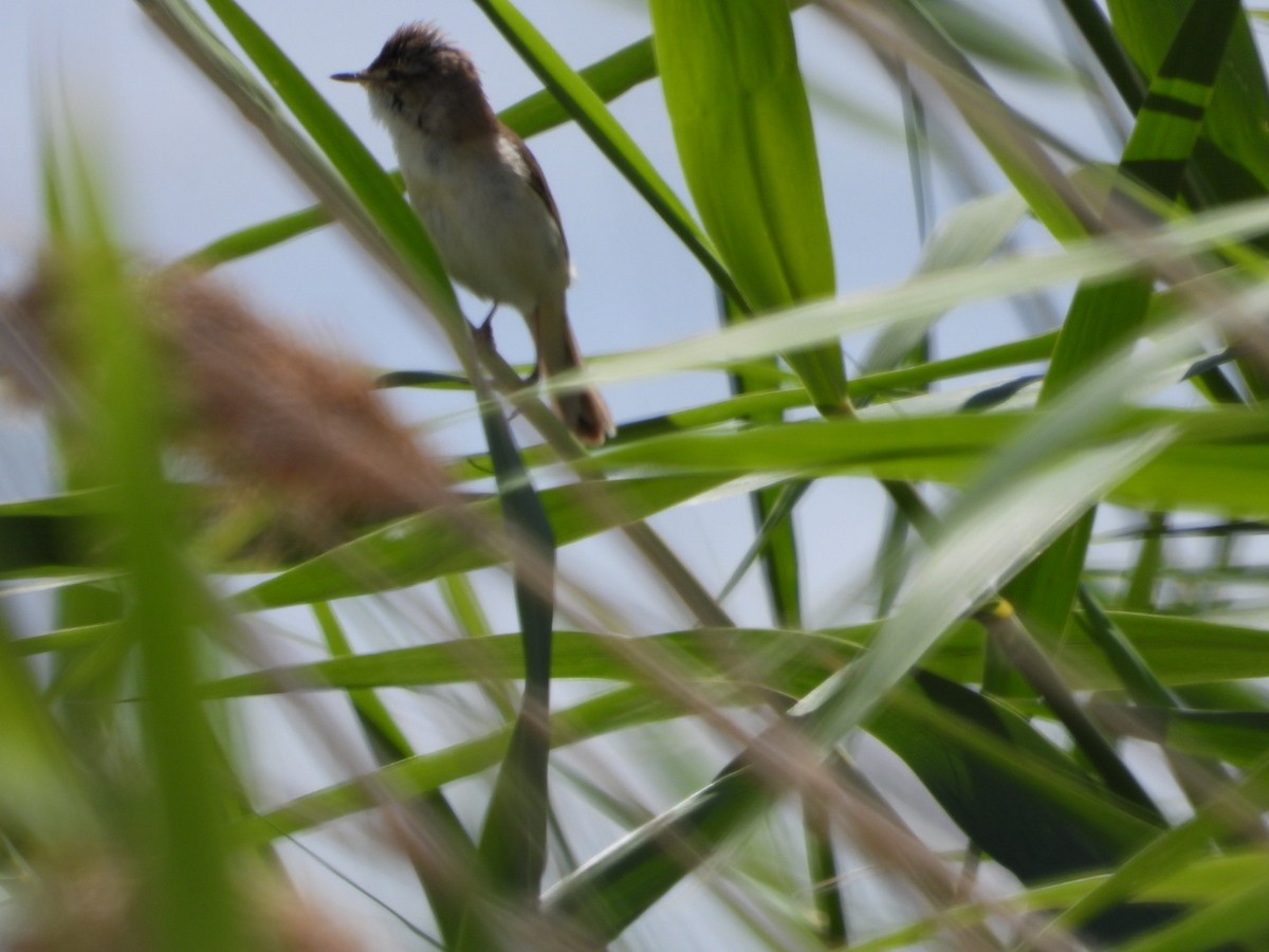 Paddyfield Warbler - ML638703762