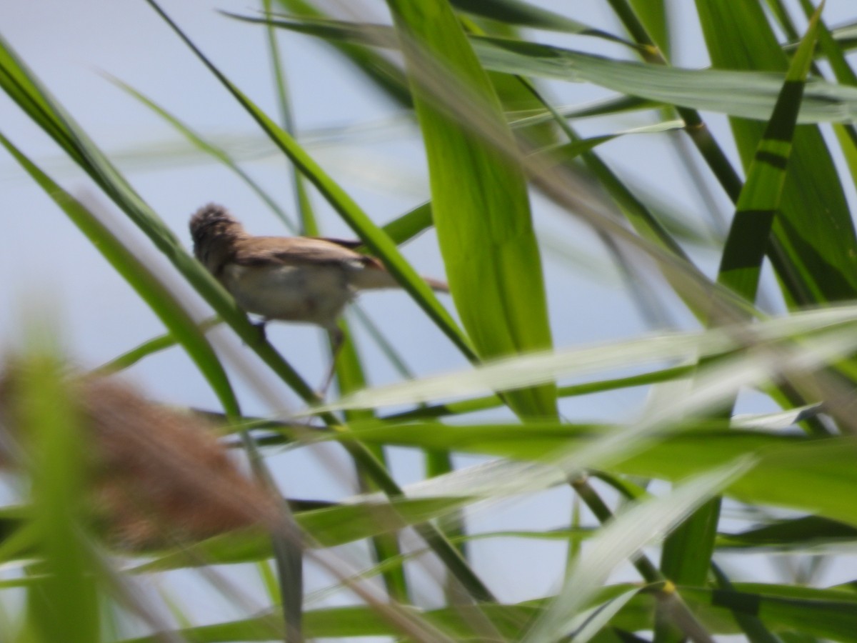 Paddyfield Warbler - ML638703767