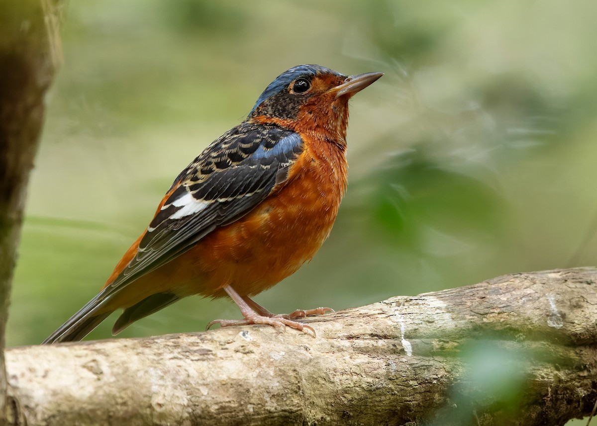 White-throated Rock-Thrush - ML638703769