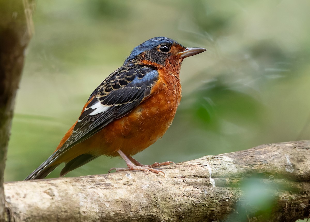 White-throated Rock-Thrush - ML638703770