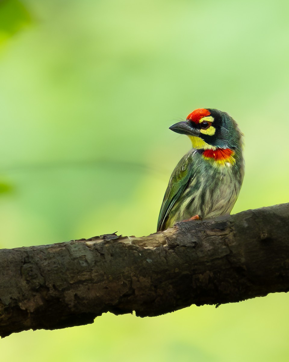 Coppersmith Barbet - ML638703784