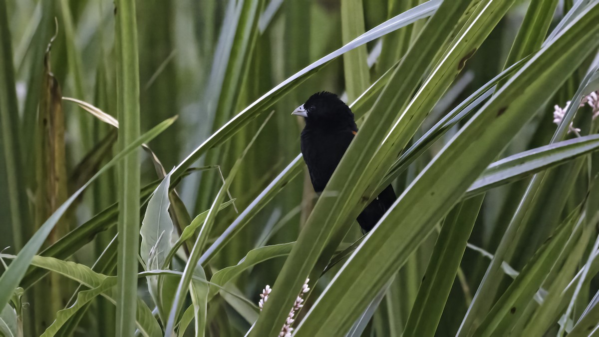 Fan-tailed Widowbird - ML638703787