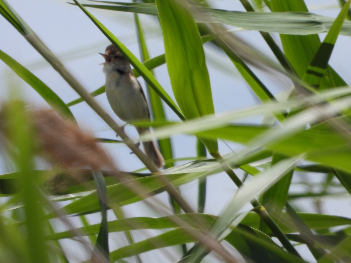 Paddyfield Warbler - ML638703826