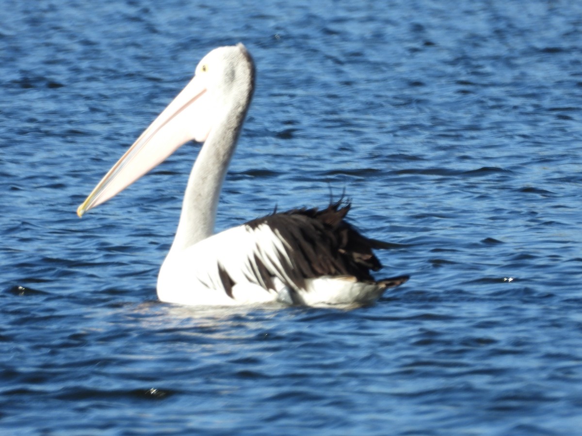 Australian Pelican - ML638703828