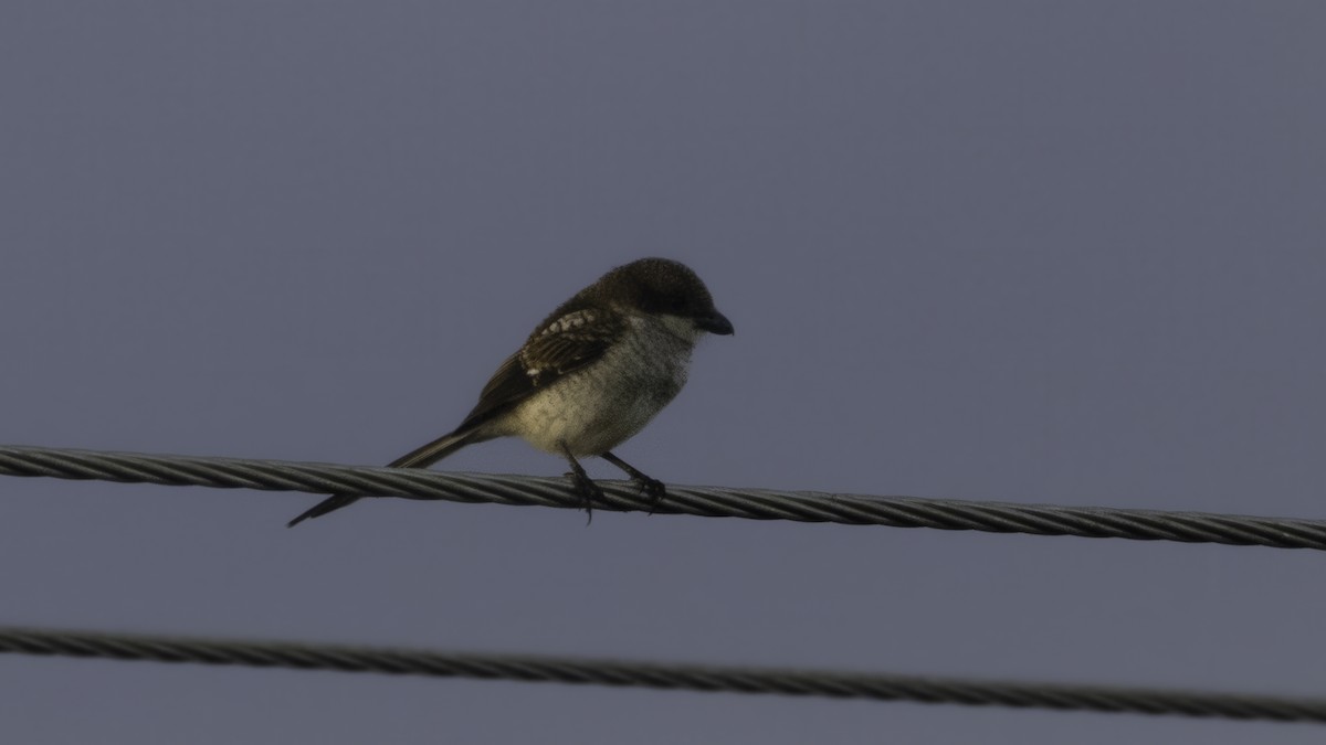 Northern Fiscal - ML638703852