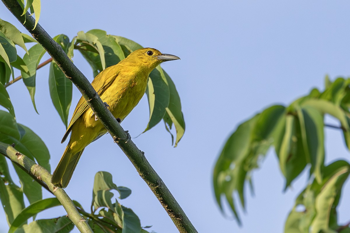 Isabela Oriole - ML638703861