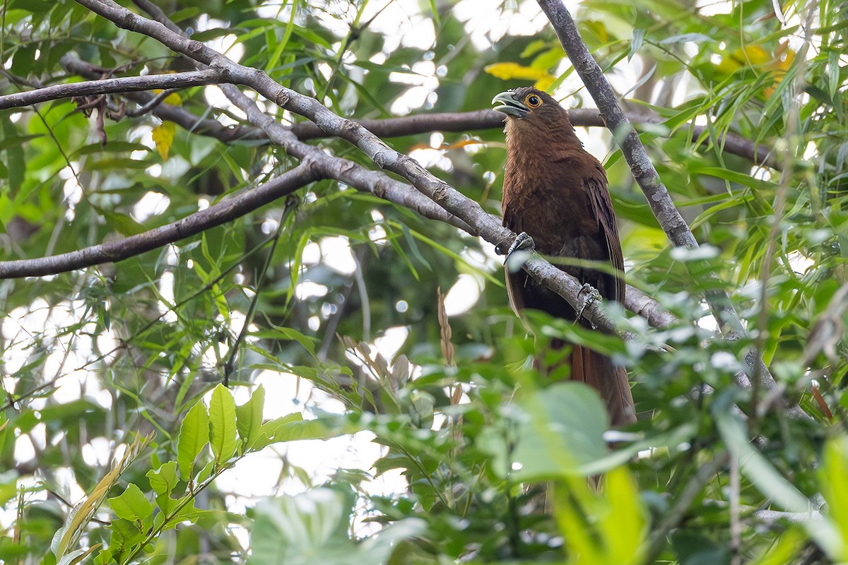 Rufous Coucal - ML638703865