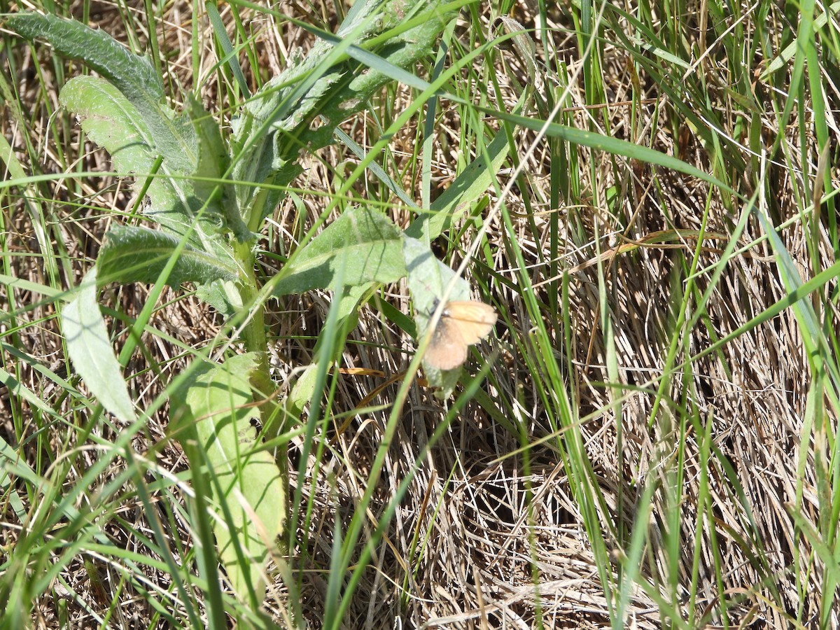 Insects - ML638703866