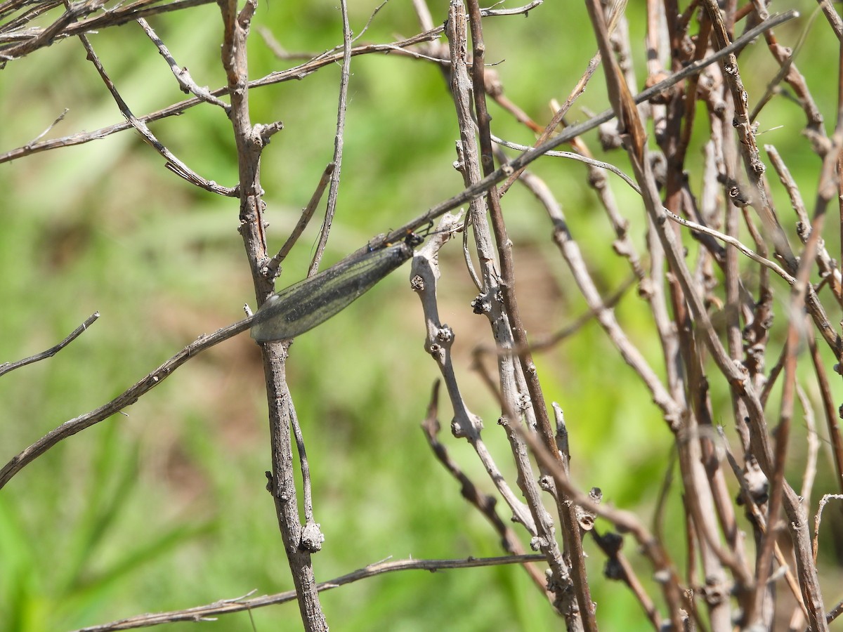Insects - ML638703868