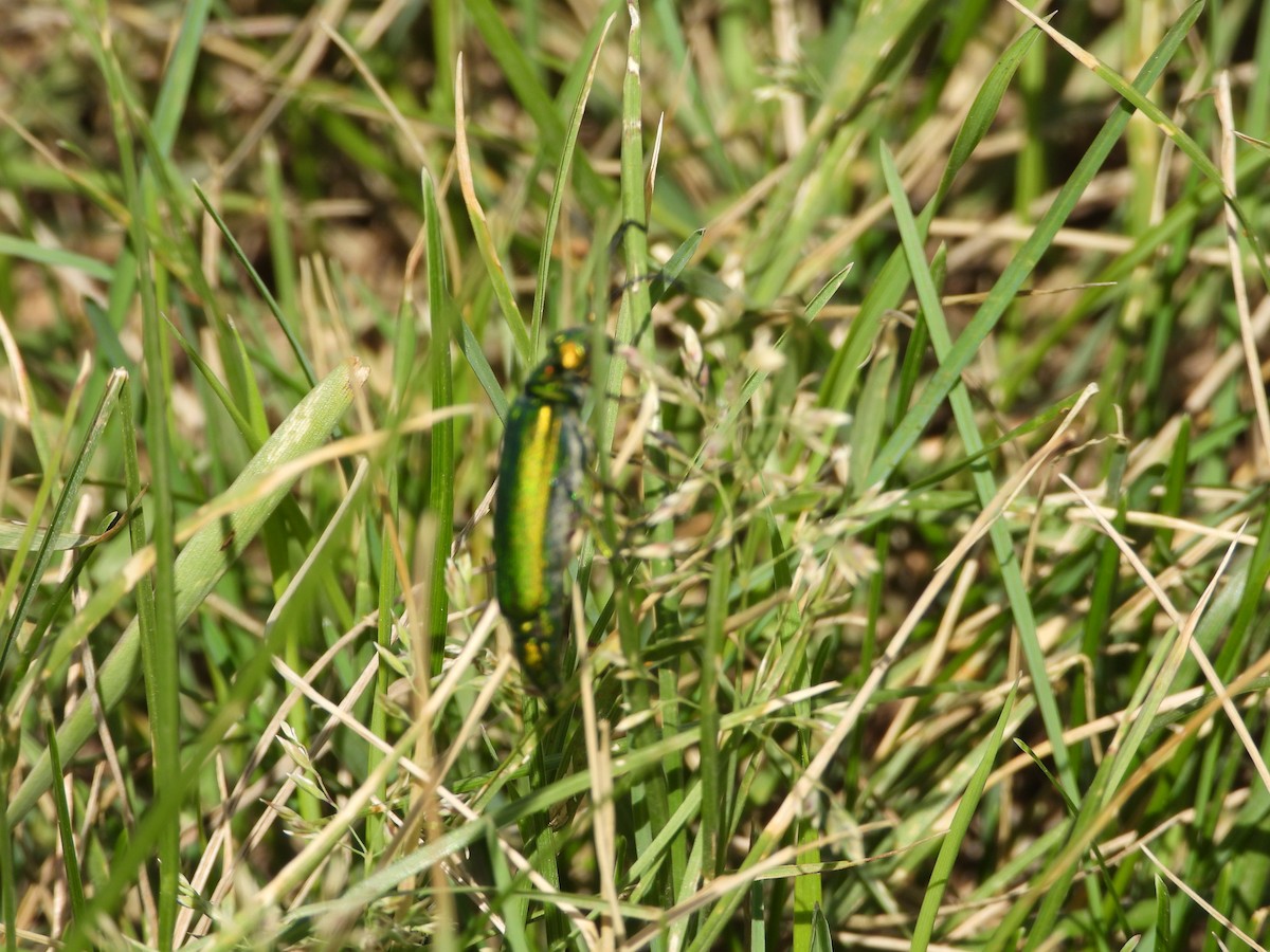 Insects - ML638703869
