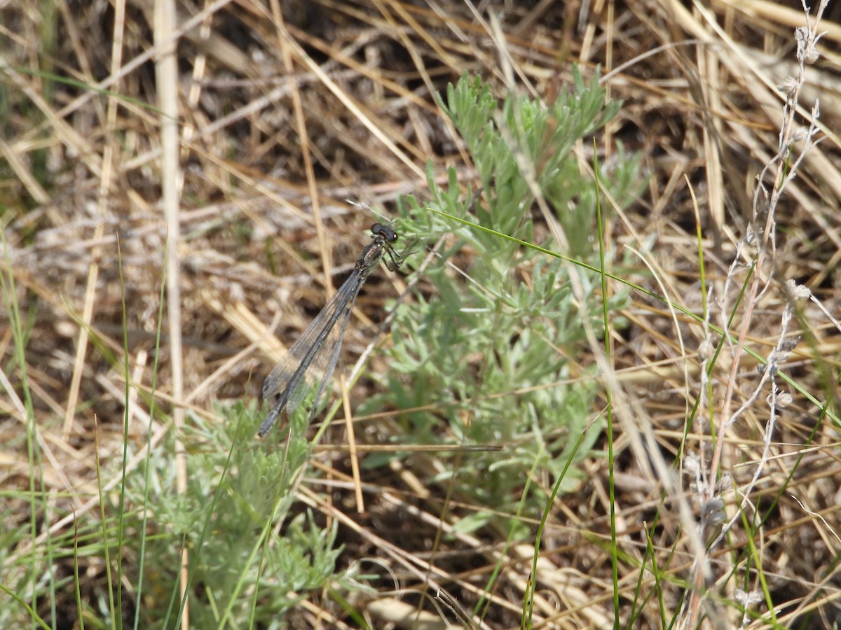 Insects - ML638703871