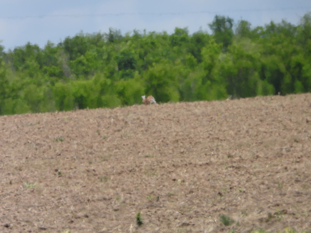 Brown Hare - ML638703873