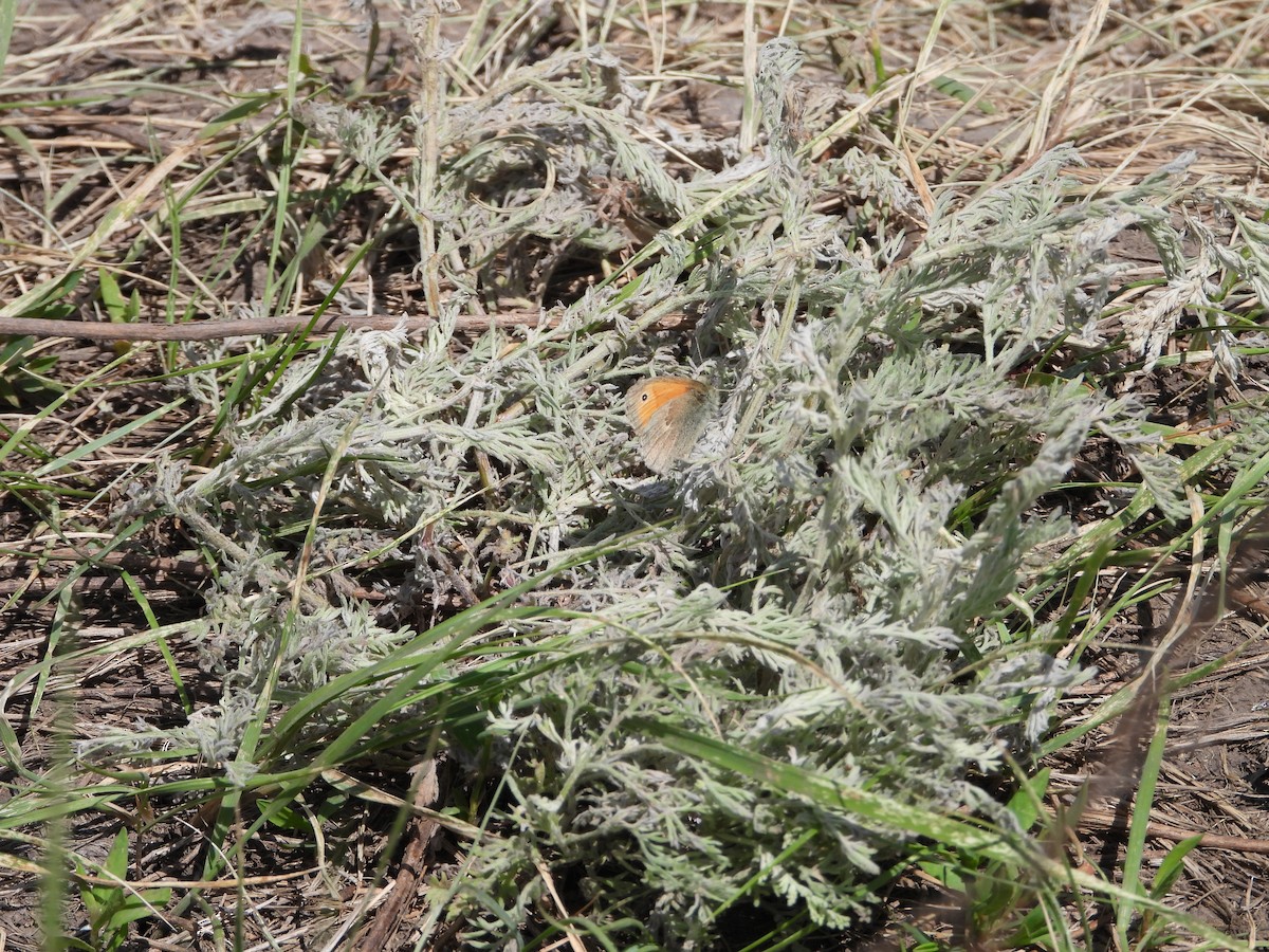 Small Heath - ML638703874