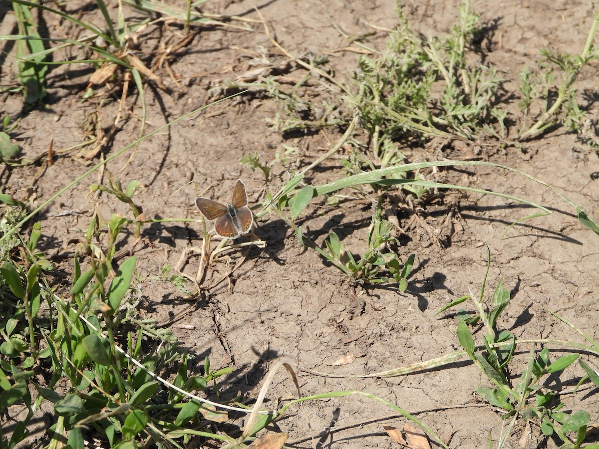 Insects - ML638703883