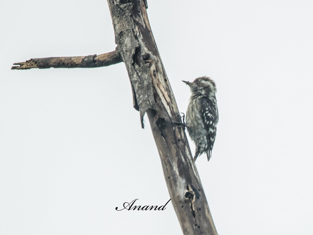 Brown-capped Pygmy Woodpecker - ML638703897