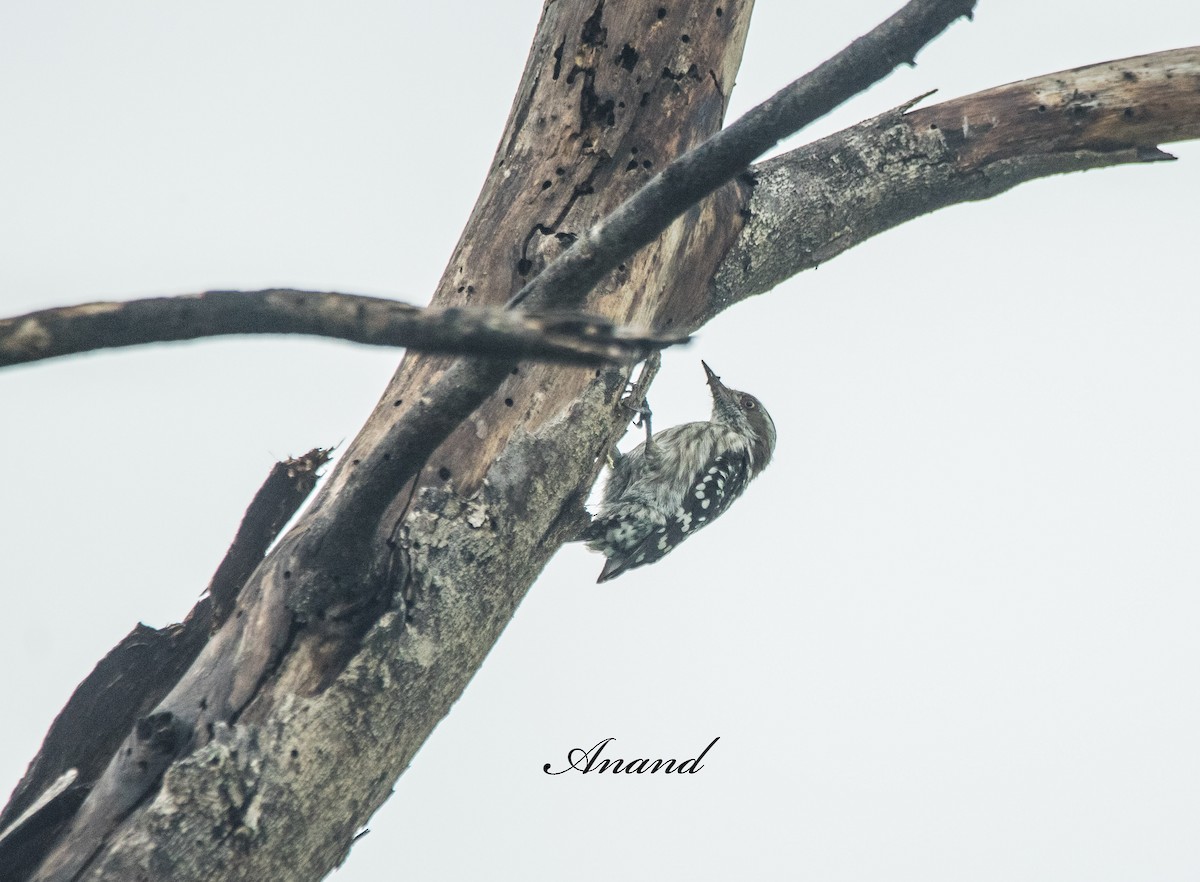 Brown-capped Pygmy Woodpecker - ML638703898