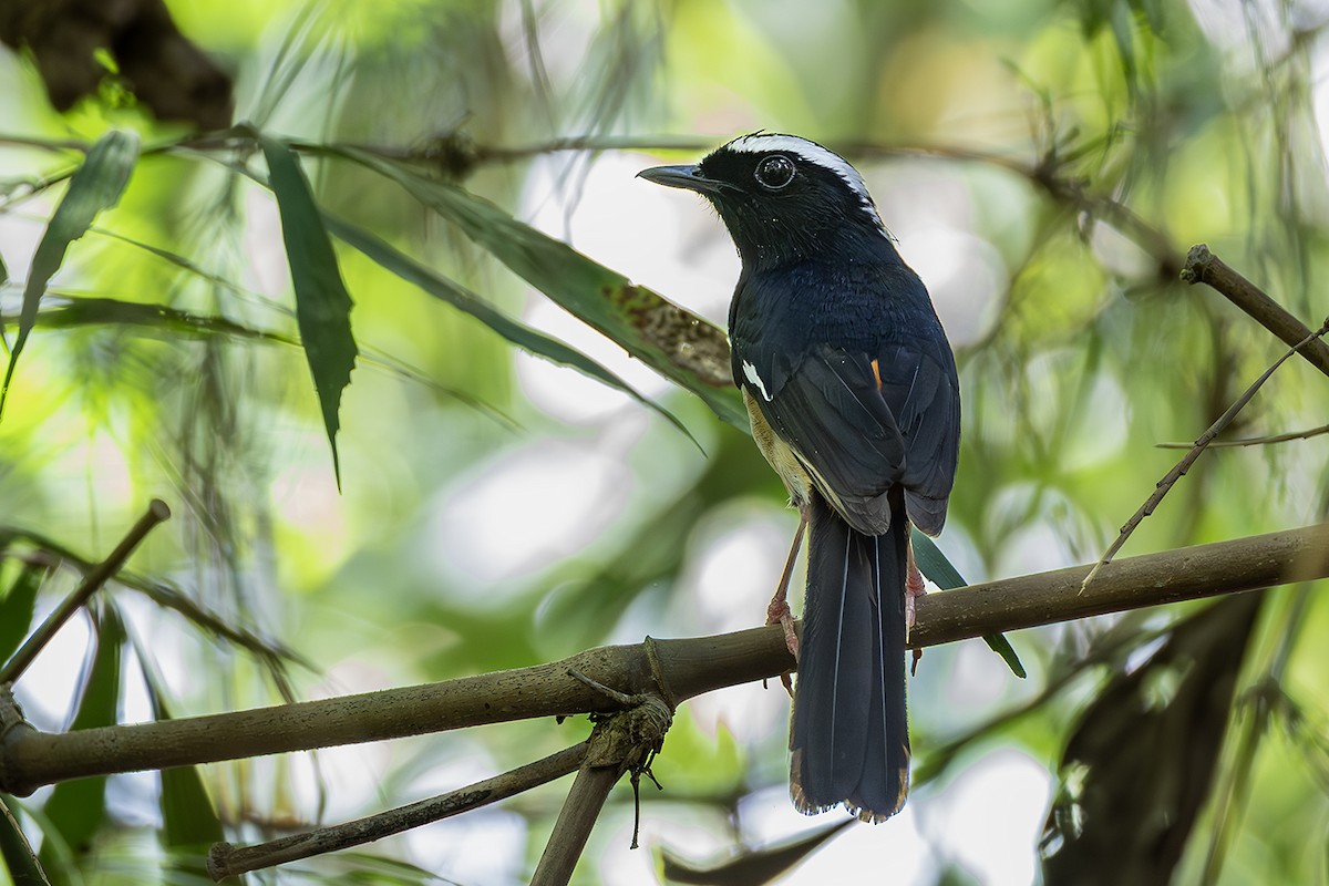 White-browed Shama - ML638703900