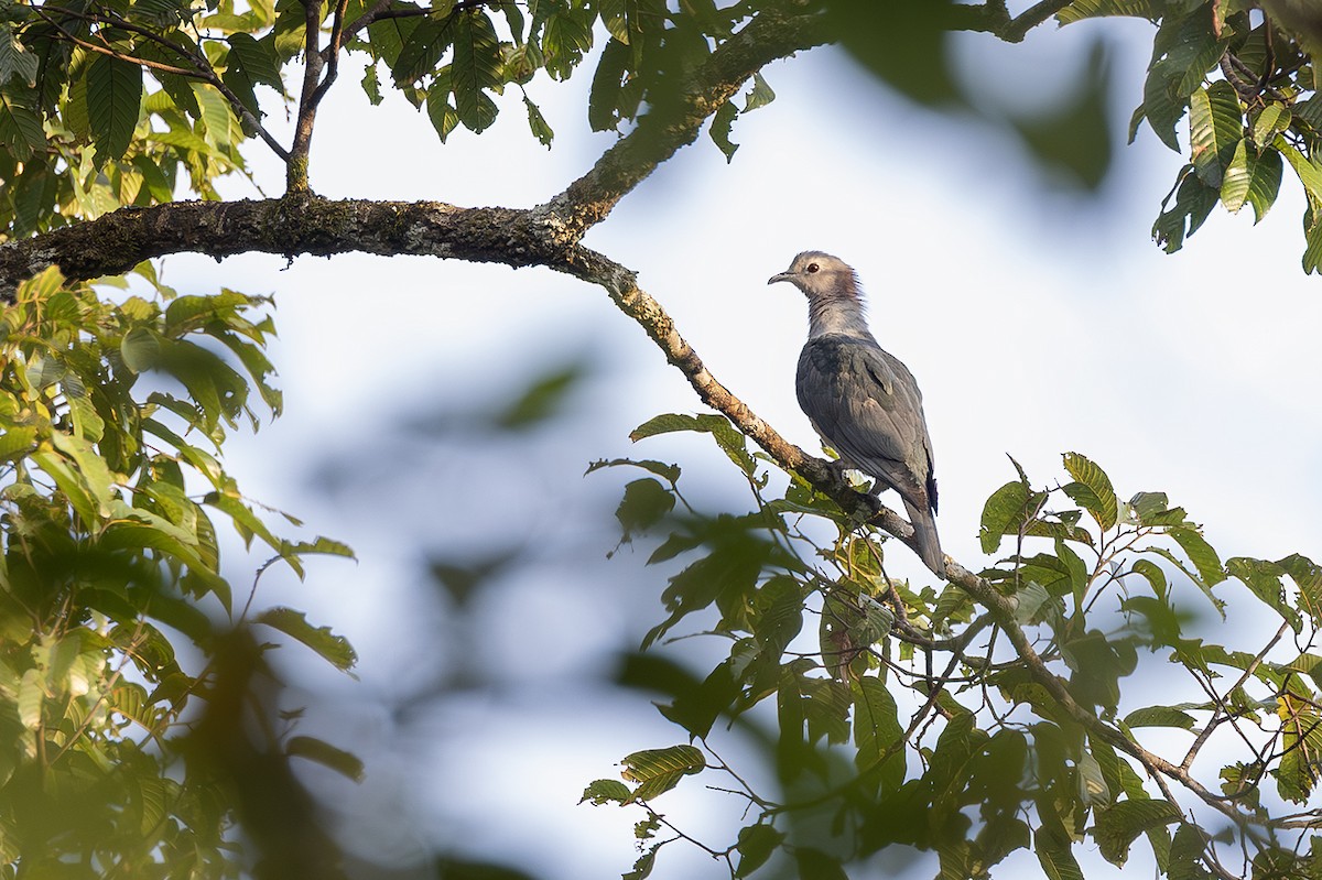 Green Imperial-Pigeon (Maroon-naped) - ML638703927