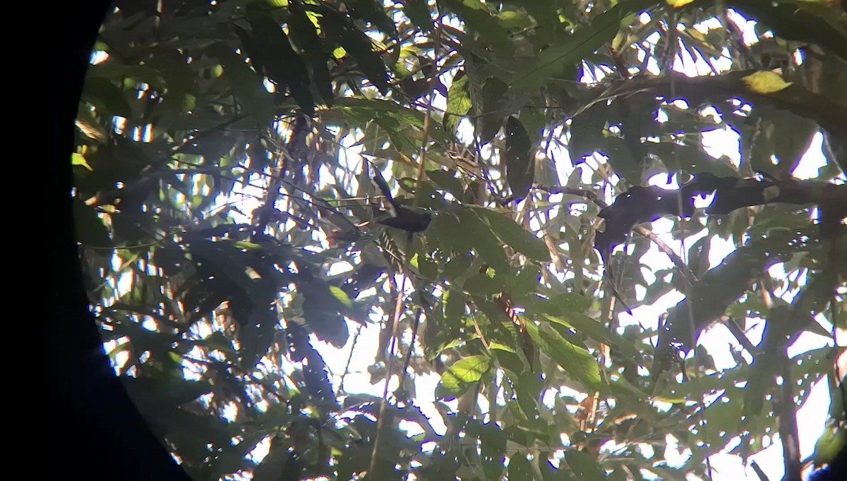 Spotted Fantail - ML638703969