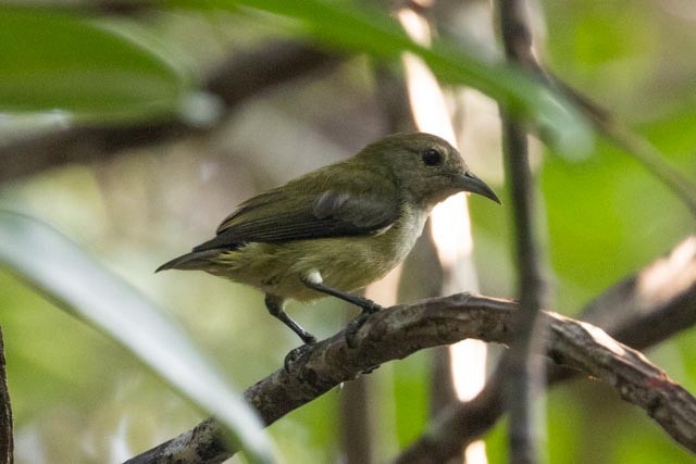 Andaman Flowerpecker - ML638703988