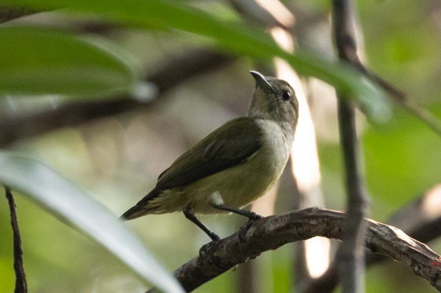 Andaman Flowerpecker - ML638703989