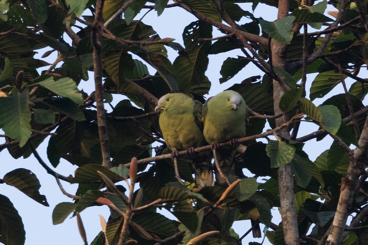 Andaman Green-Pigeon - ML638704002