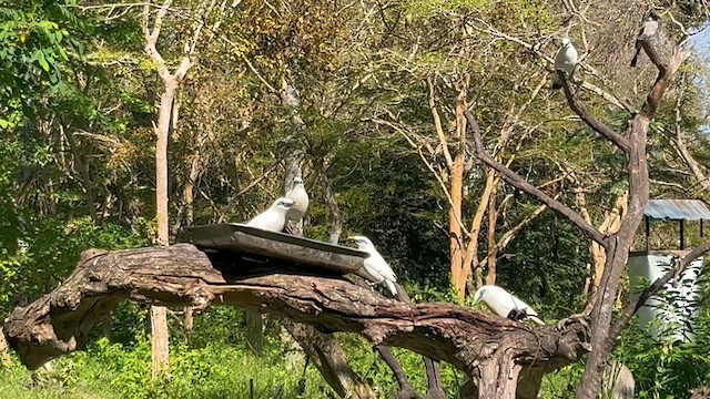 Bali Myna - ML638704023