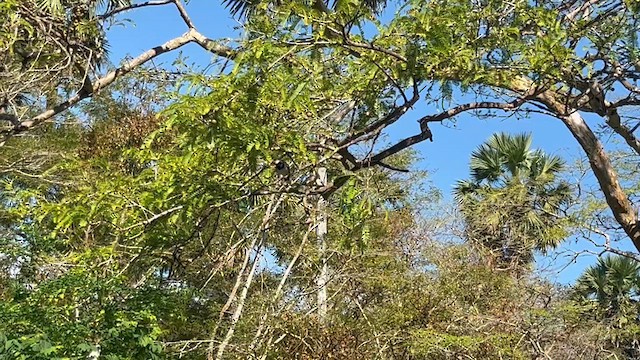 Javan Pied Starling - ML638704026