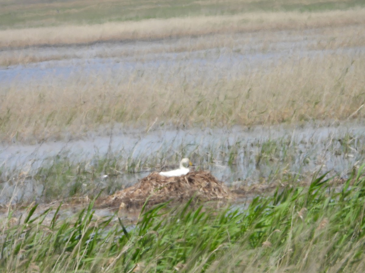 Whooper Swan - ML638704044