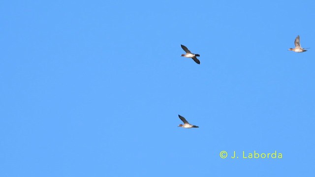 Зээрд нугас - ML638704060
