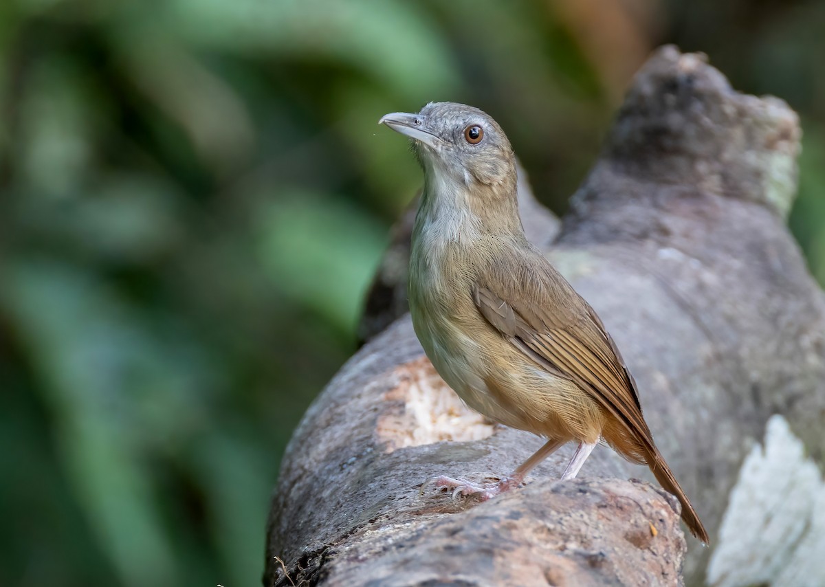 Abbott's Babbler - ML638704114