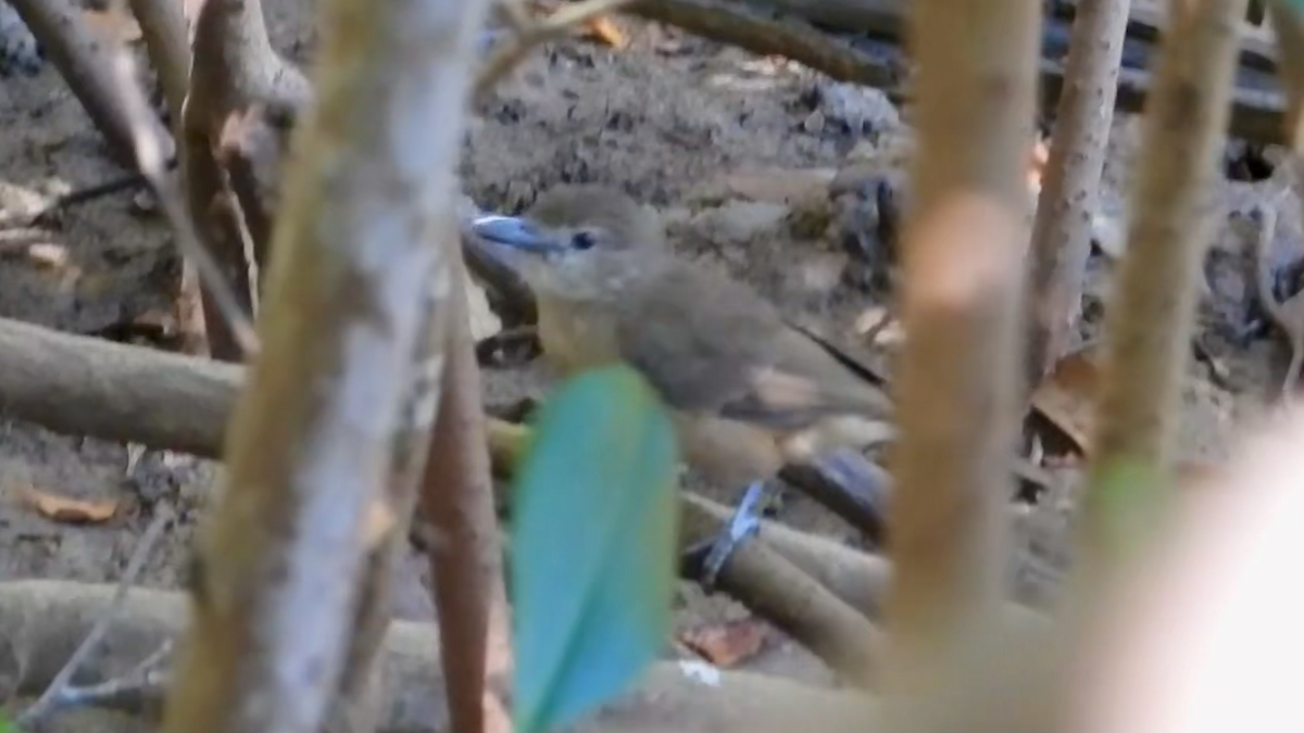 Arafura Shrikethrush - ML638704140