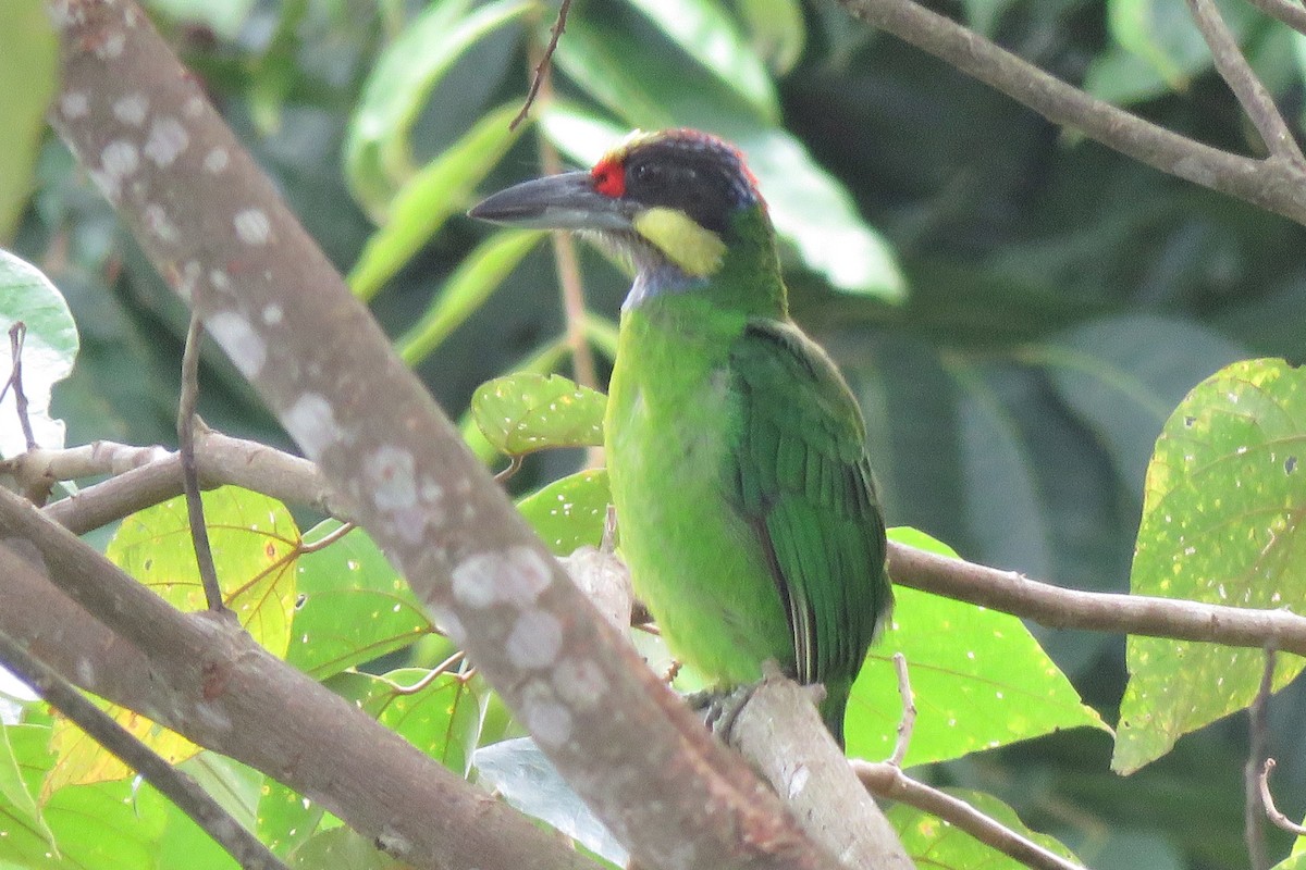 Gold-whiskered Barbet - ML638704203