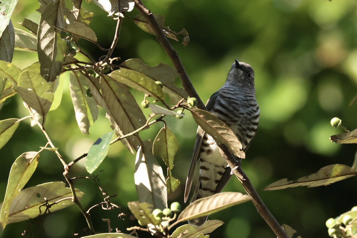 Shining Bronze-Cuckoo - ML638704212
