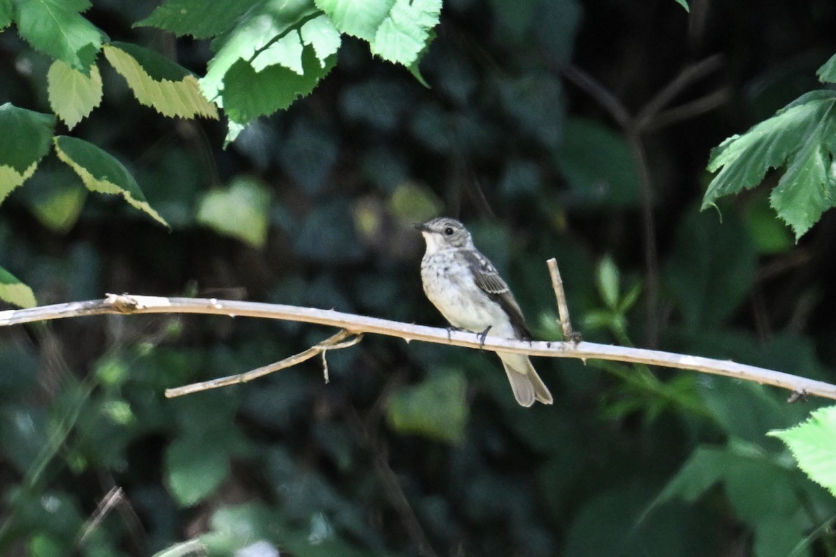 Spotted Flycatcher - ML638704236