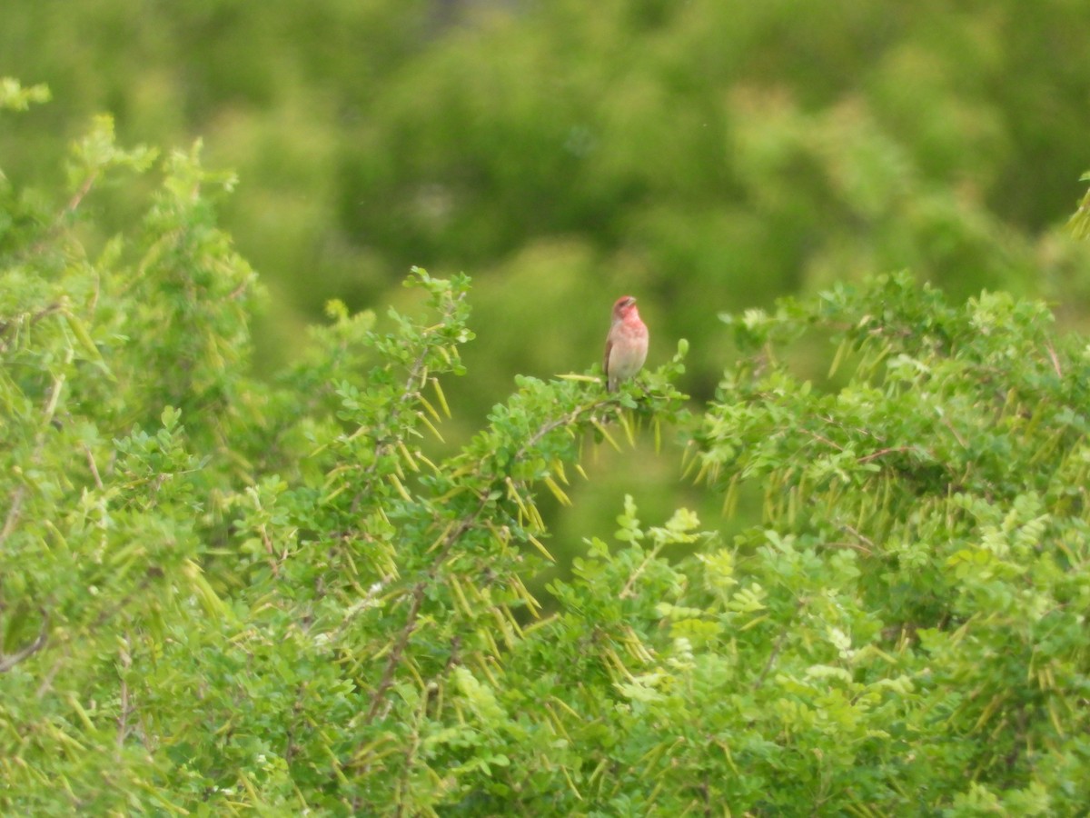 Common Rosefinch - ML638704246