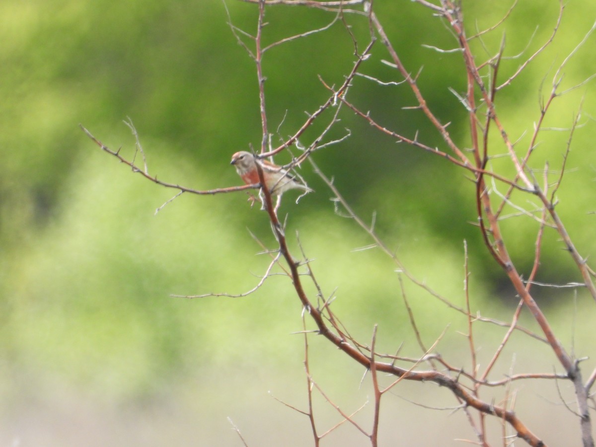 Eurasian Linnet - ML638704248