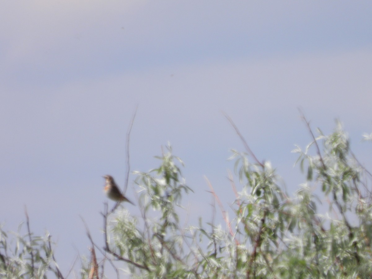 Bluethroat - ML638704250