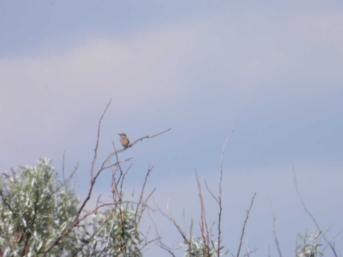Bluethroat - ML638704251