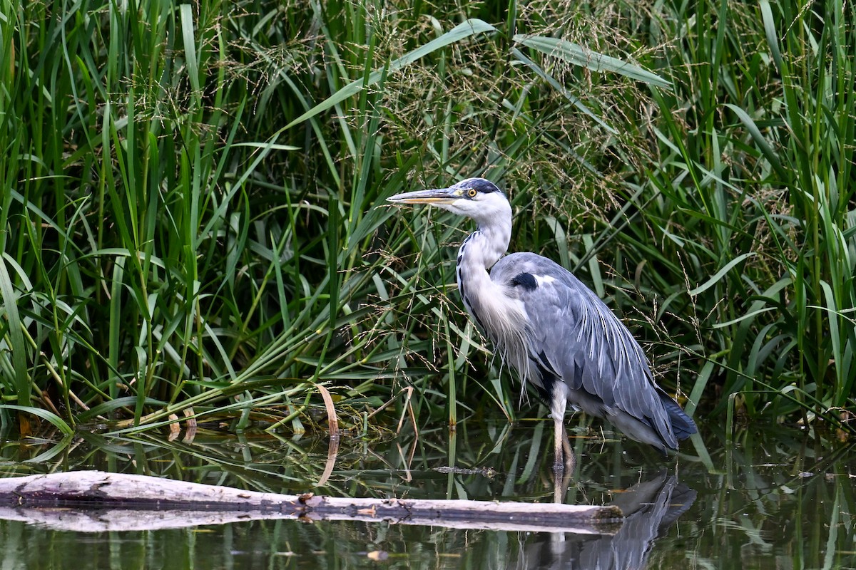 Gray Heron - ML638704252