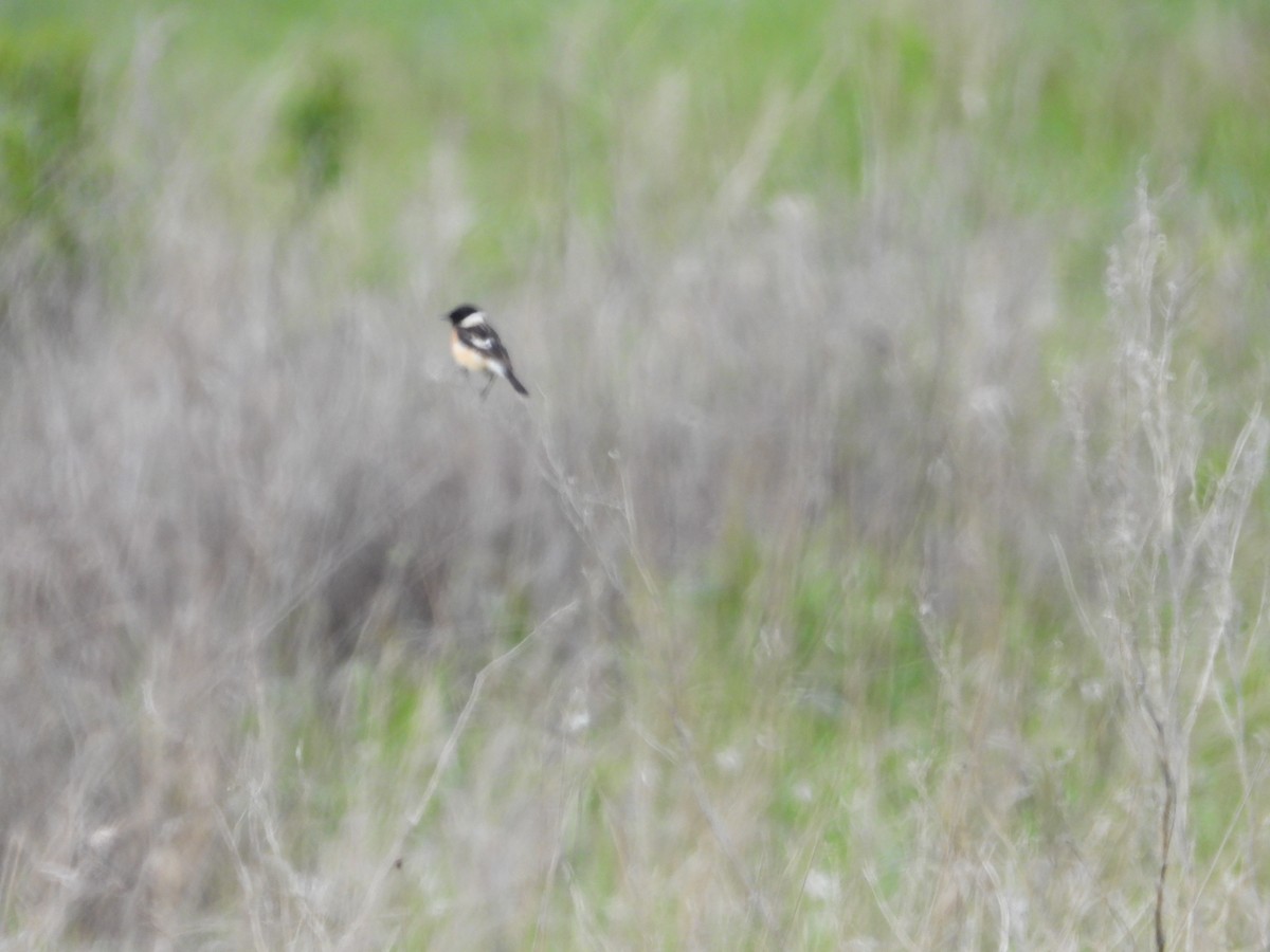 Siberian Stonechat - ML638704253
