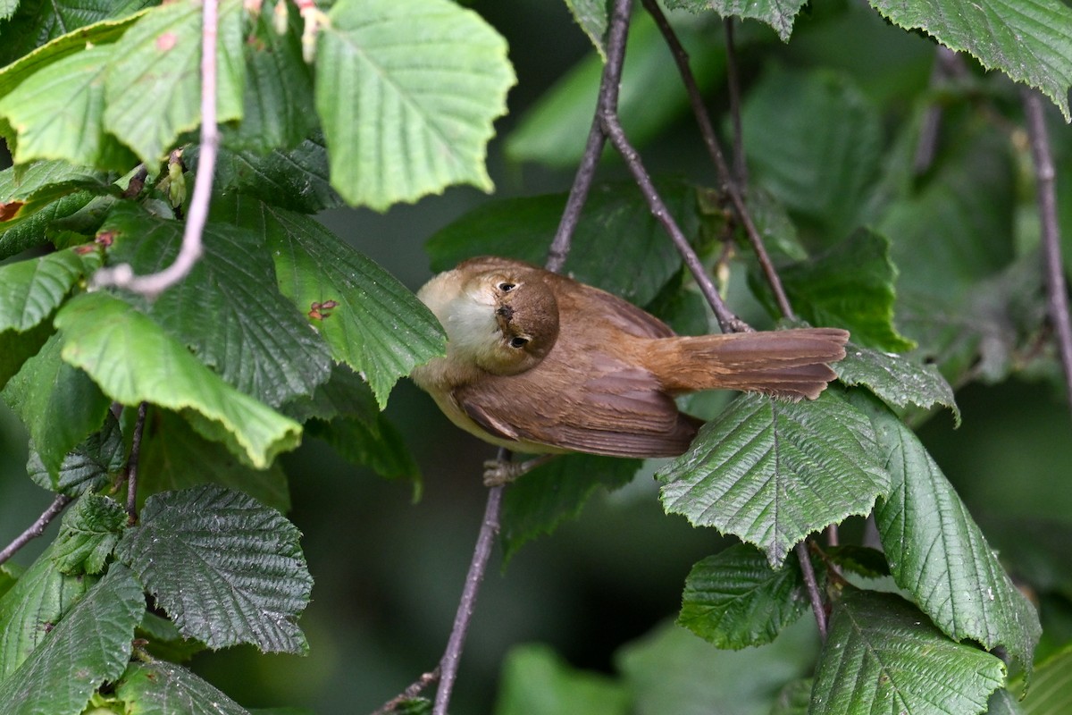 Common Reed Warbler - ML638704256