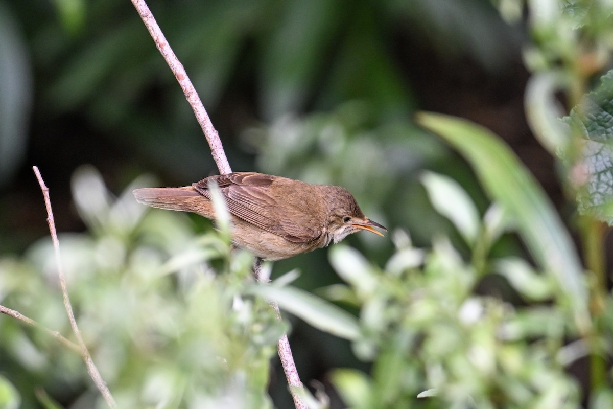 Common Reed Warbler - ML638704257
