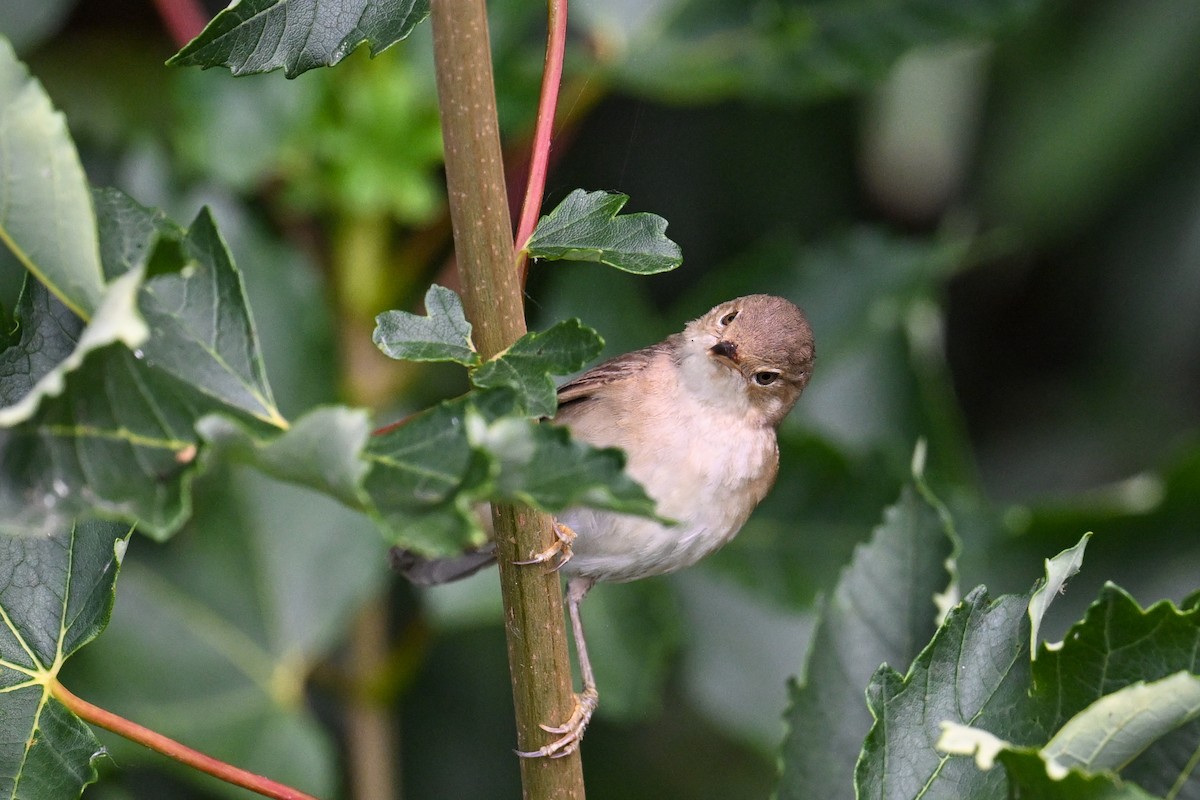 Common Reed Warbler - ML638704258