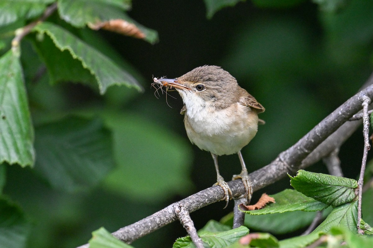 Common Reed Warbler - ML638704259