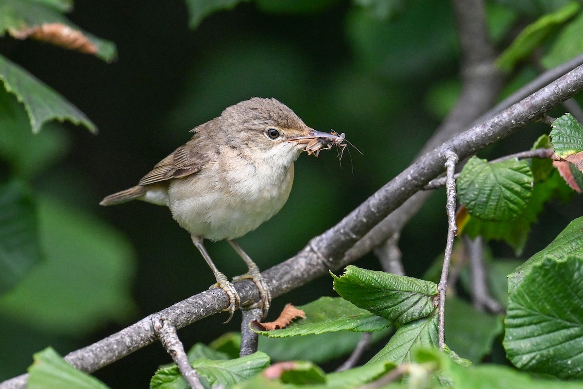 Common Reed Warbler - ML638704266