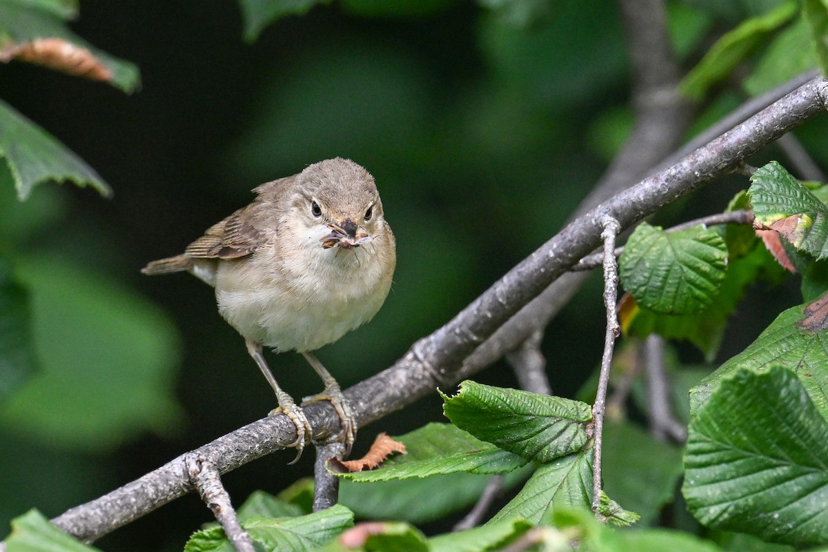 Common Reed Warbler - ML638704269