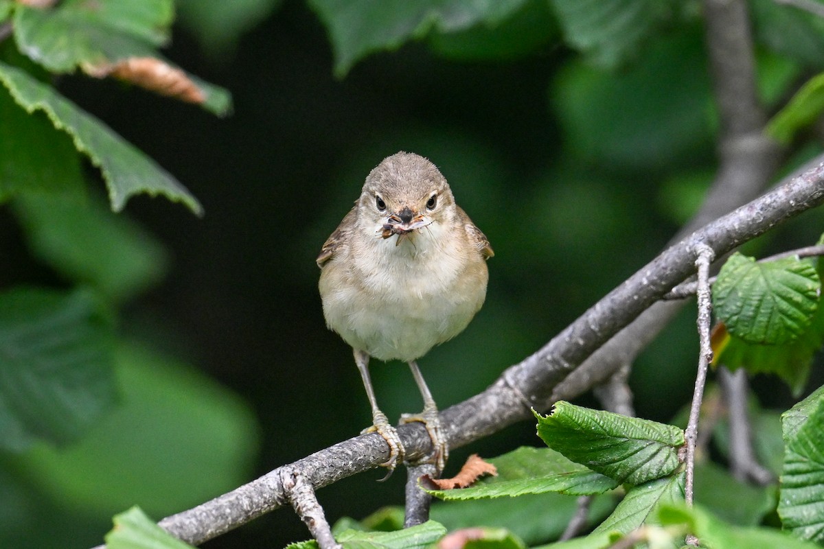 Common Reed Warbler - ML638704271
